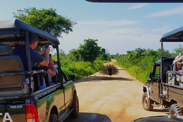 Full-Day Guided Udawalawe National Park Tour from Waskaduwa