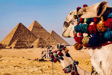 7-Days Tour Cairo,Aswan,luxor, and Nile Cruise Camel Ride, with Domestic Flights