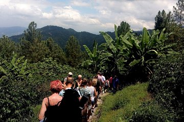 Craighton Blue Mountain Coffee Tasting & Farm Tour from Port Royal Cruise Port