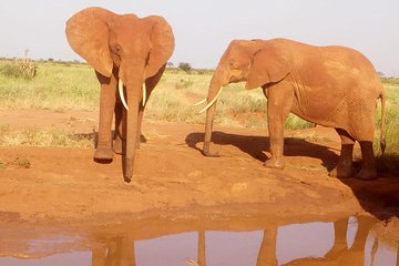 Safari-Tsavo east national park -2 days 1 night