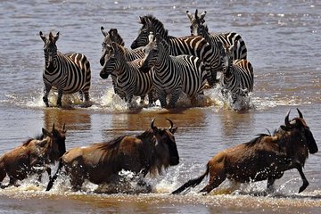 16 Days Kenya and Tanzania Safari Holiday 