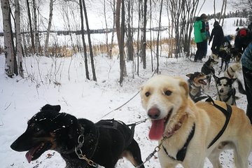 Dog Sledding