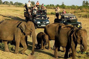 Udawalawe National Park Safari. Private full day tour from Bentota.