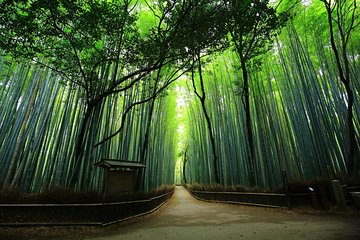 Kyoto Arashiyama & Sagano Bamboo Private Tour with Government-Licensed Guide