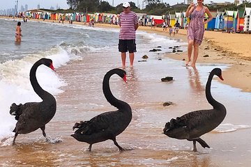 [PRIVATE TOUR] Melbourne City And Bayside Beach Tour