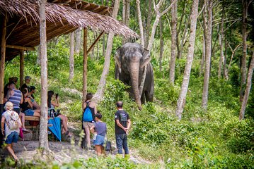 A Morning with the Elephants at Phuket Elephant Sanctuary