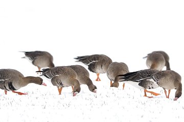 Winter Birding Day Trip to Dobrudja from Tulcea/Constanta