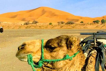 5 Days tours from Tangier to Chefchaouen, Fez, Merzouga Desert and Marrakech