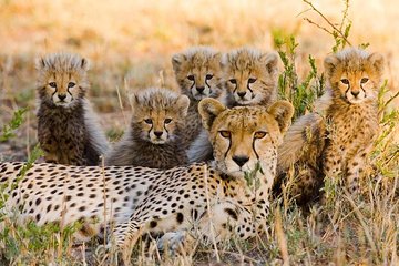 3 nights exclusive Masai Mara safari