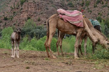 Ourika valley day trip with sunset camel ride