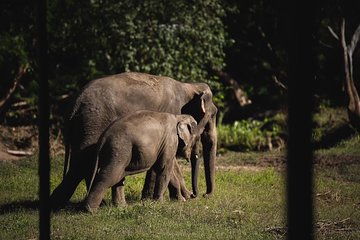 Elephant Jungle Sanctuary: Half Day Morning Program