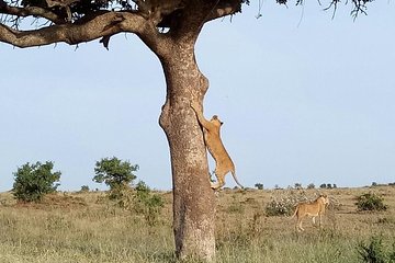 Adventurous 4 Days Maasai Mara - Lake Nakuru Safari