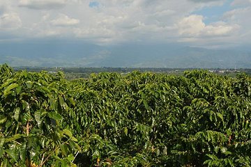 Coffee Tour - Medellin