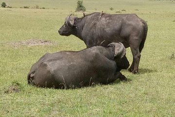 5 Days Kenya Adventurous Safari