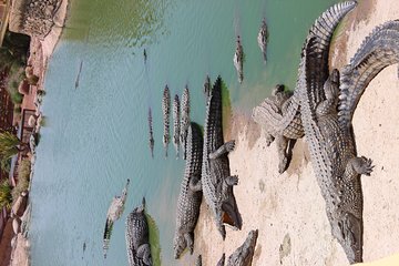 Croco Tour: Transfer to crocoparc Agadir (tickets included)