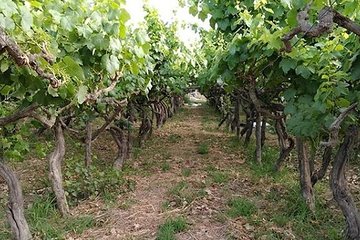 Pisco and wine tasting at Bodega Mejía