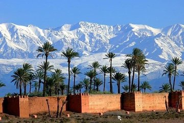 Palmeraie Camel Ride Experience from Marrakech