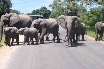 6 DAYS TOUR OF SOUTH AFRICA (Kruger Park, Johannesburg, Soweto & Pretoria