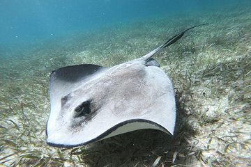 Second largest Barrier Reef Adventure Snorkeling