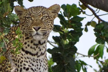 6 Days Tanzania Classic Safari