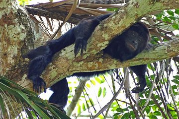 Monkey River Tour (with transportation from Hopkins)