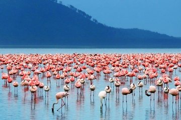 3 Days Birdwatching Safari on 4x4 Land Cruiser Jeep