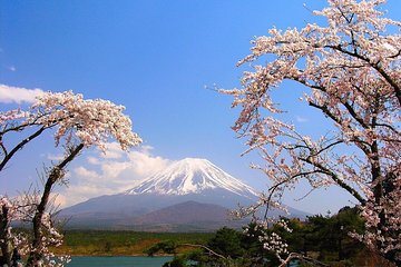 Mt Fuji Private Tour with Native Japanese Driver