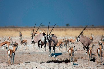 Windhoek, Etosha, Swakopmund & Sossusvlei Adventure (Self-drive)