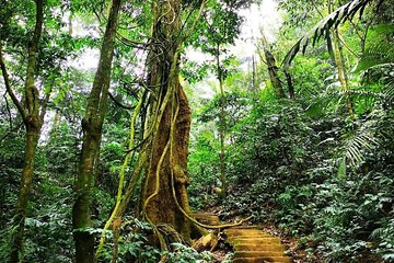 Cuc Phuong national park