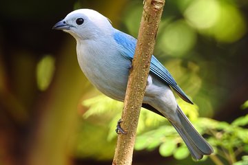 Birdwatching Tour