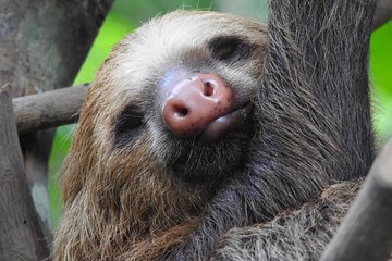 Sloth Tour Manuel Antonio National Park