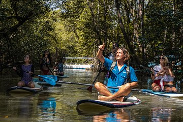 Paddle Board Mangrove Tour