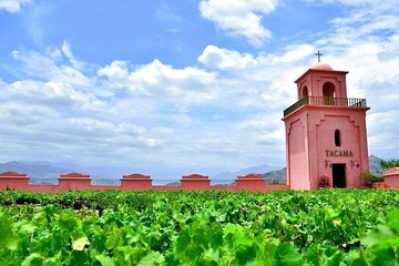 Winery and Pisco Tour in Ica