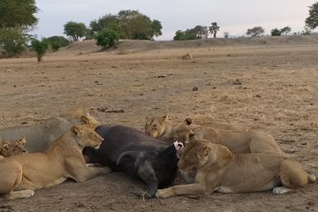 5 Days Explore Selous Game Reserve
