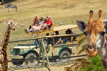 Private Tour of Sonoma Wild Safari Animal Park and Sonoma Redwoods 