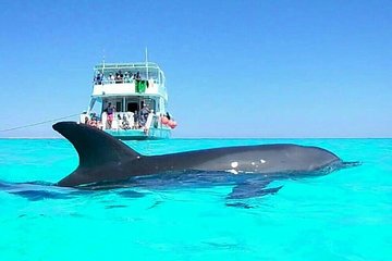 Dolphin House, amazing trip with snorkeling and dolphin watching