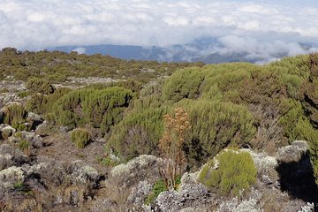 1 Day Kilimanjaro Climb via Machame Route
