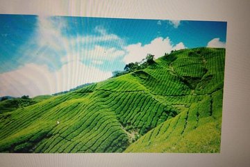 Kerala Honeymoon Package