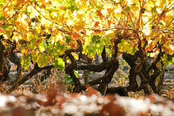 "Premium Wine Tour" Viña Cousiño Macul Oficial portugués