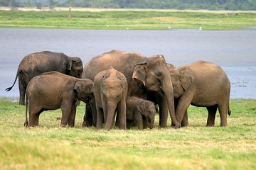 Private Jeep Safari at Minneriya National Park