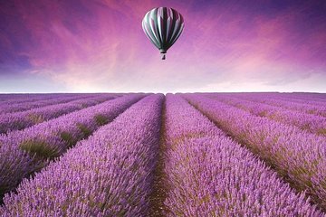 1 Day Romantic Tour in Oriental Provence Lavender Manor and Mutianyu Great Wall