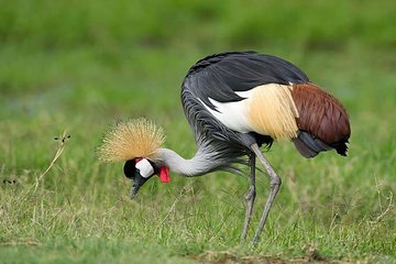 3 Days Queen Elizabeth Nat Park Tour