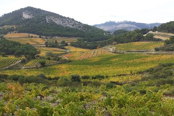 Provence Cru Wine Small-Group Half-Day Tour from Avignon