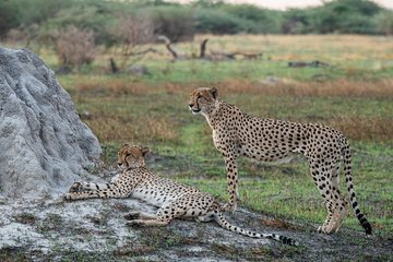 06 Days Etosha, Swakopmund and Sossusvlei | Self Drive Lodge