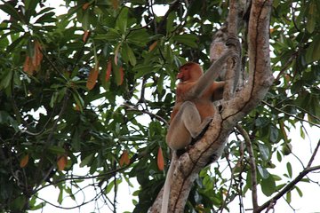 Borneo (Klias) River Cruise & Fireflies Tour