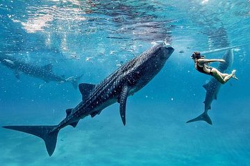 Bohol Whale-shark Encounter