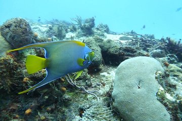 SNORKEL in 3 colorful reefs in COZUMEL. With Transportation, Lunch, Boat Ride.