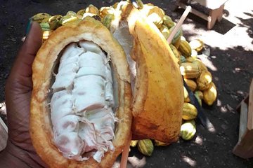 1 Day cocoa farm tour