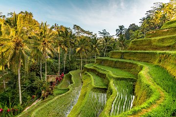 Private Ubud Day Tour