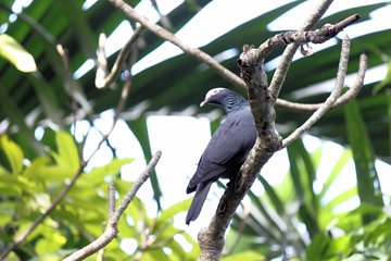 Bird Feeding Sanctuary & Montego Bay Highlight Tour